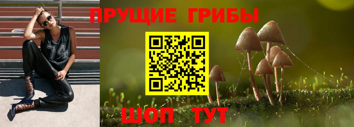 Галлюциногенные грибы Psilocybine cubensis Казань
